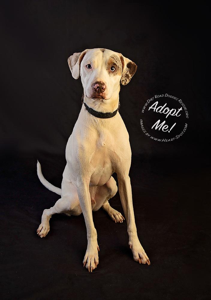 Enlarge Westley (Saint), a Adoptable mixed breed in Gillsville, GA image 2/6