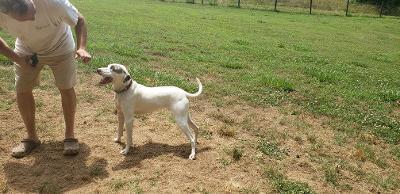 Enlarge Westley (Saint), a Adoptable mixed breed in Gillsville, GA image 4/6