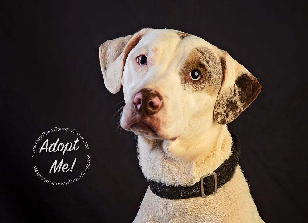 Enlarge Westley (Saint), a Adoptable mixed breed in Gillsville, GA image 5/6