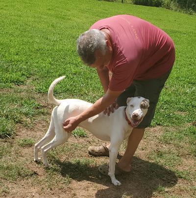 Enlarge Westley (Saint), a Adoptable mixed breed in Gillsville, GA image 6/6