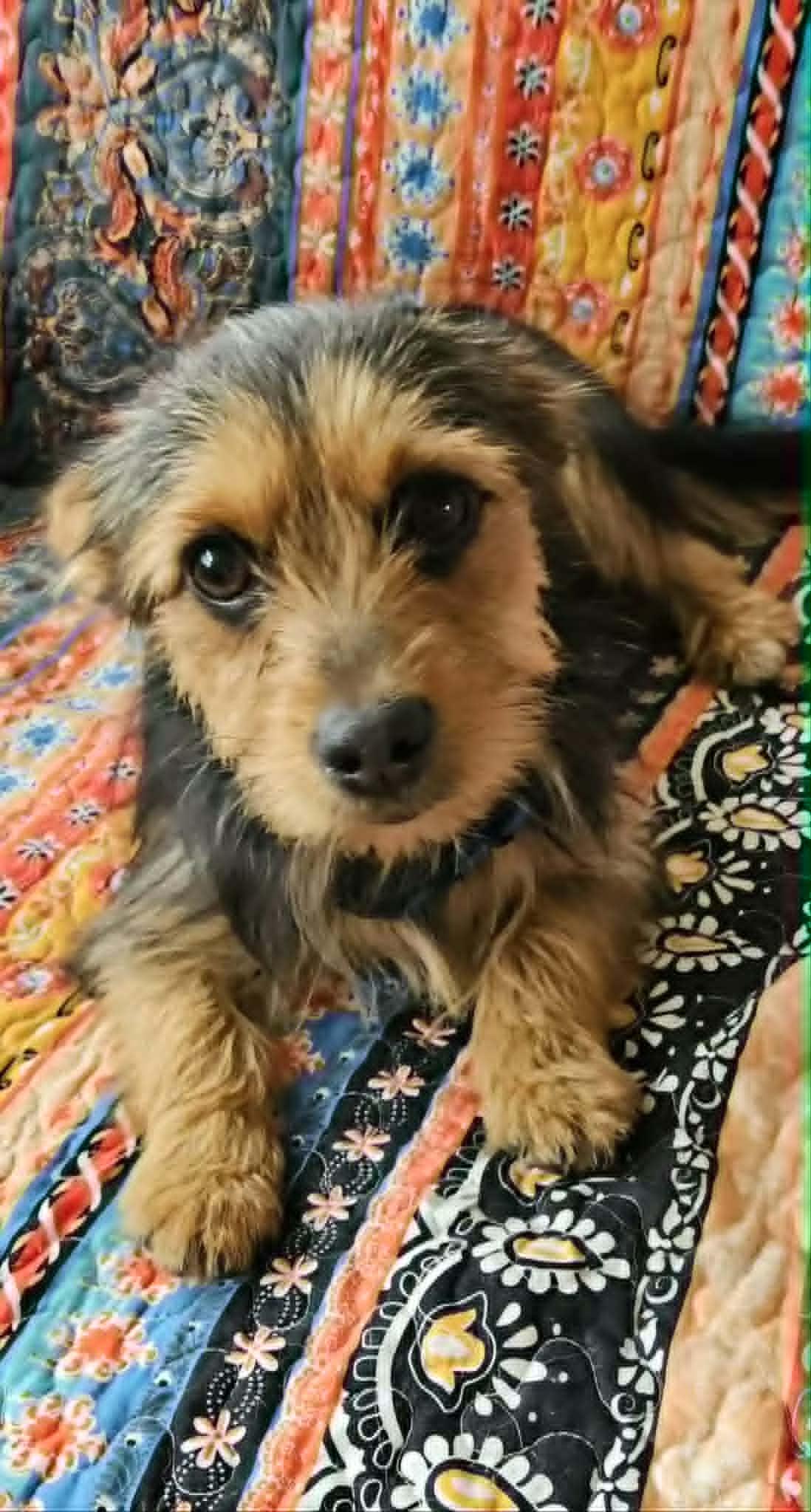 Kira, adopted, Puppy Female Yorkie Poo.