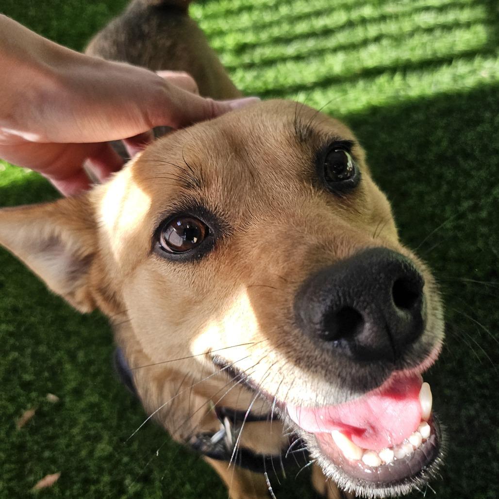 Heidi, Adoptable, Adult Female Mixed Breed.