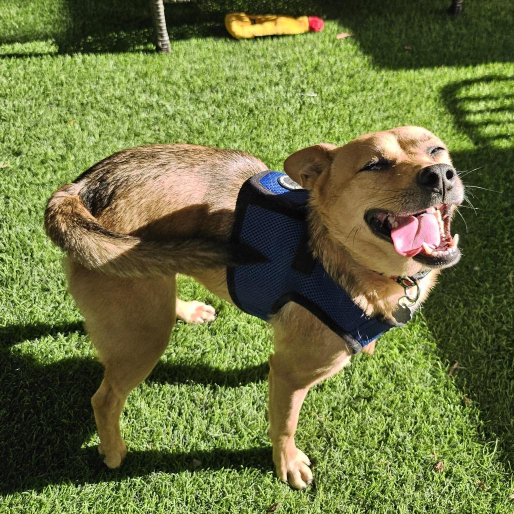 Enlarge Heidi, a Adoptable Mixed Breed in Sonoma, CA image 2/6