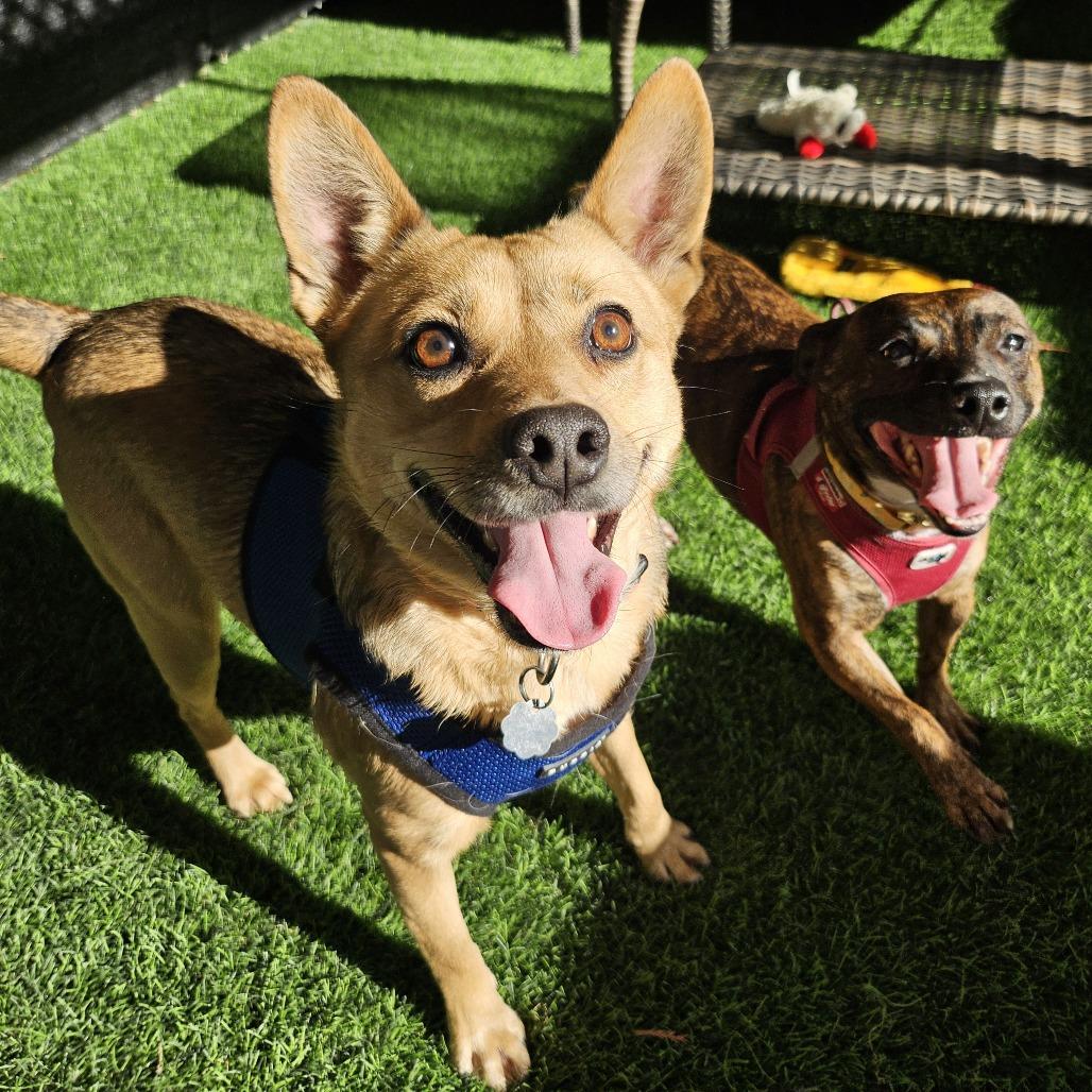 Enlarge Heidi, a Adoptable Mixed Breed in Sonoma, CA image 4/6