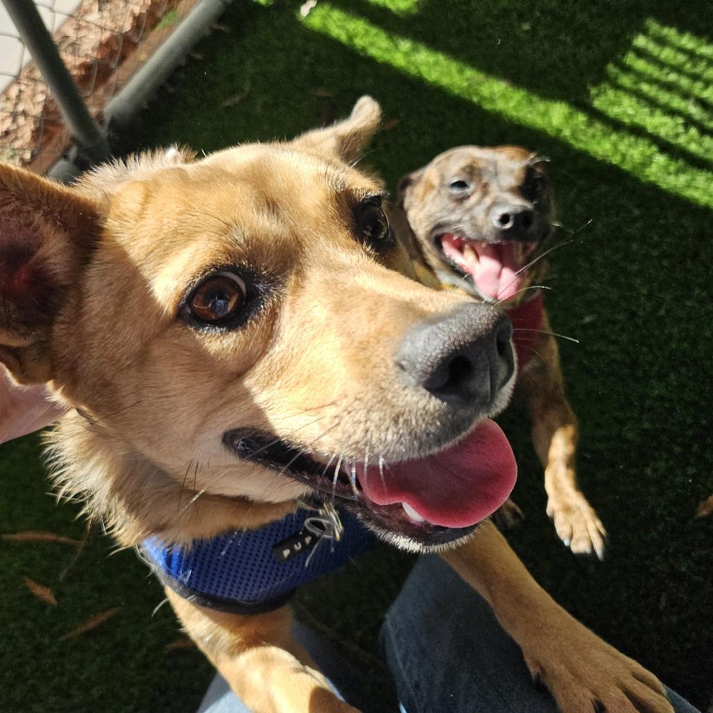 Heidi (In Foster), a Adoptable Mixed Breed in Sonoma, CA image 5/6