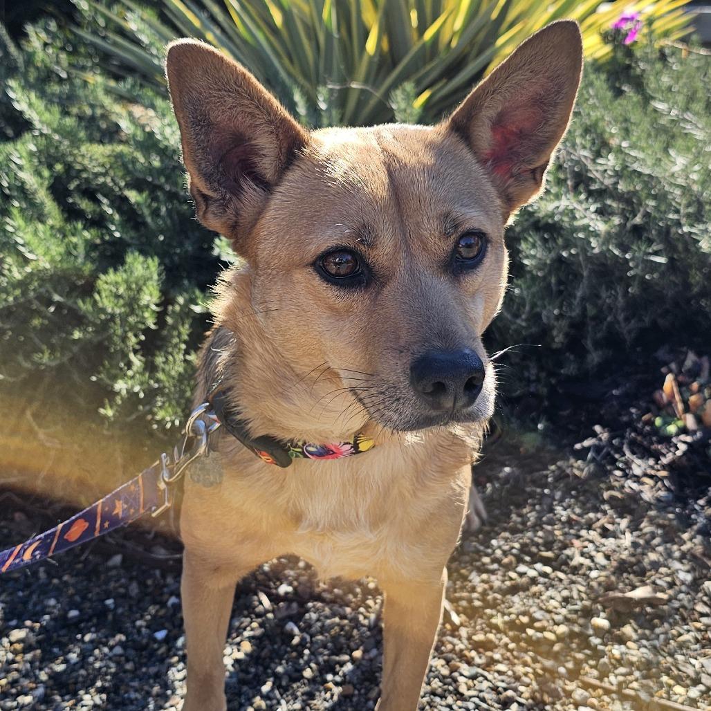 Enlarge Heidi, a Adoptable Mixed Breed in Sonoma, CA image 5/6