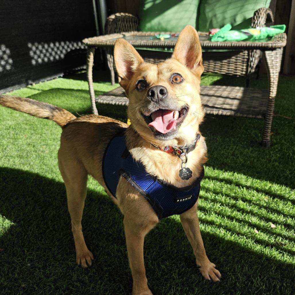 Enlarge Heidi, a Adoptable Mixed Breed in Sonoma, CA image 6/6