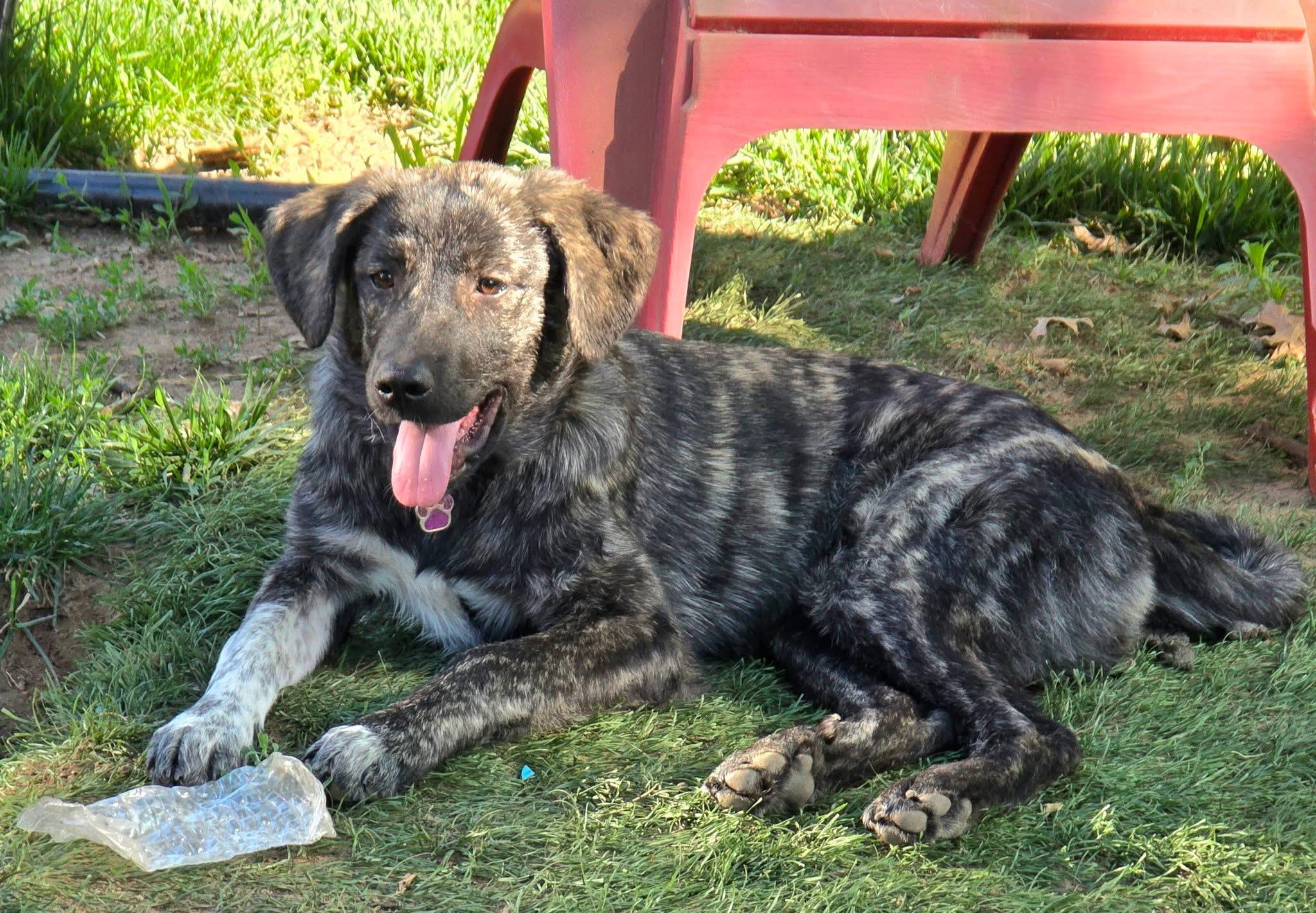 Enlarge Nova, a ADOPTABLE mixed breed in Olathe, KS image 2/6