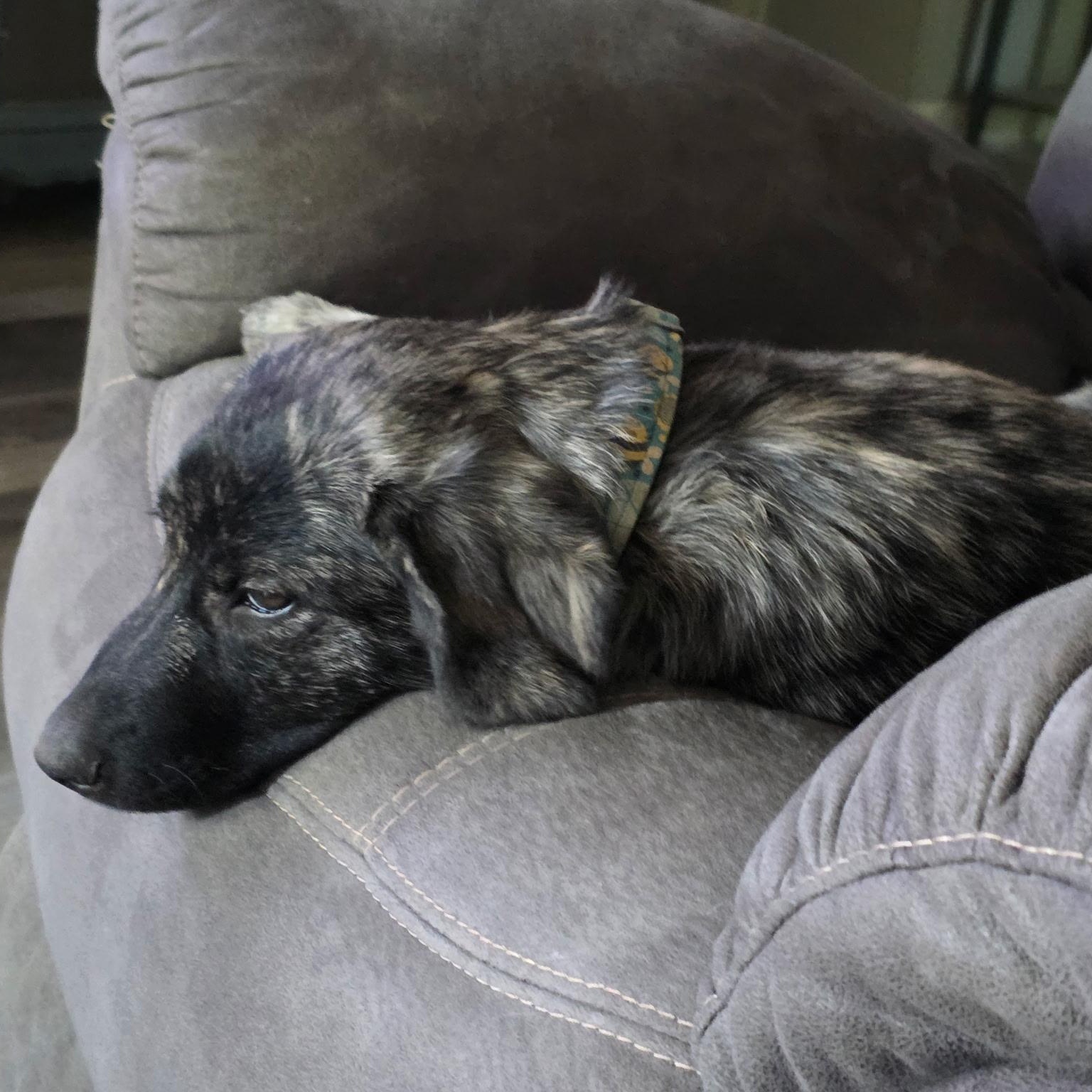 Enlarge Nova, a ADOPTABLE mixed breed in Olathe, KS image 3/6