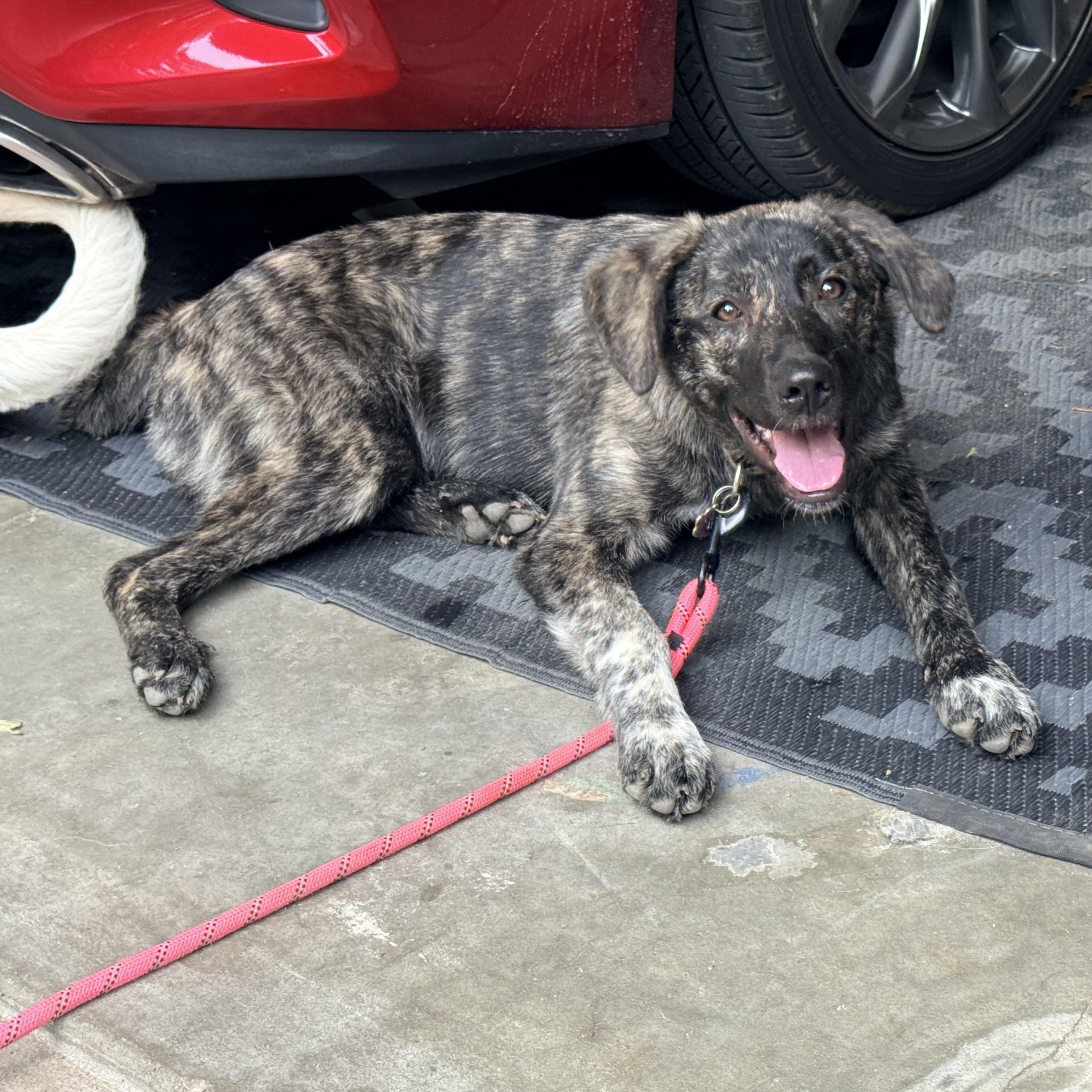 Enlarge Nova, a ADOPTABLE mixed breed in Olathe, KS image 6/6
