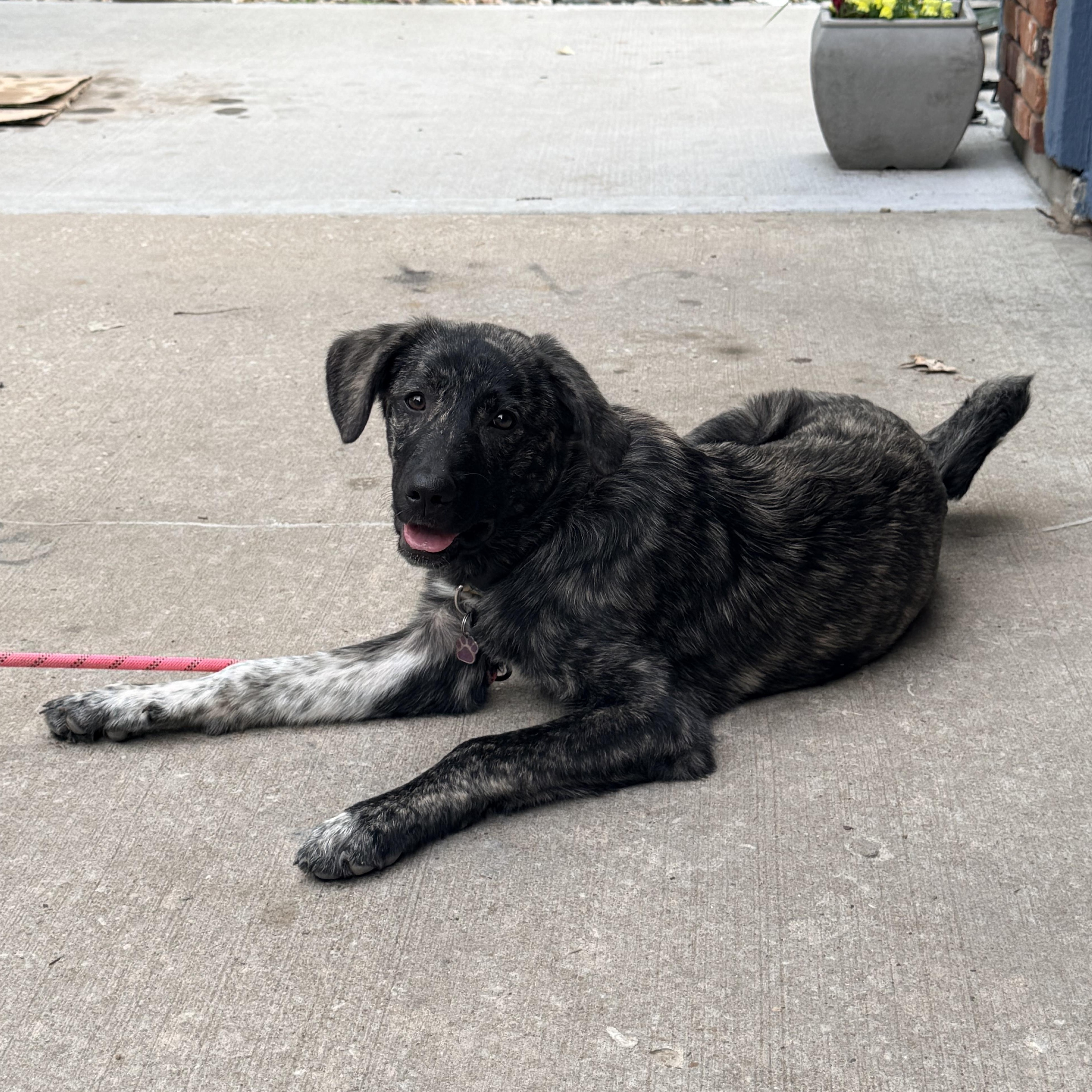 Enlarge Nova, a ADOPTABLE mixed breed in Olathe, KS image 5/6