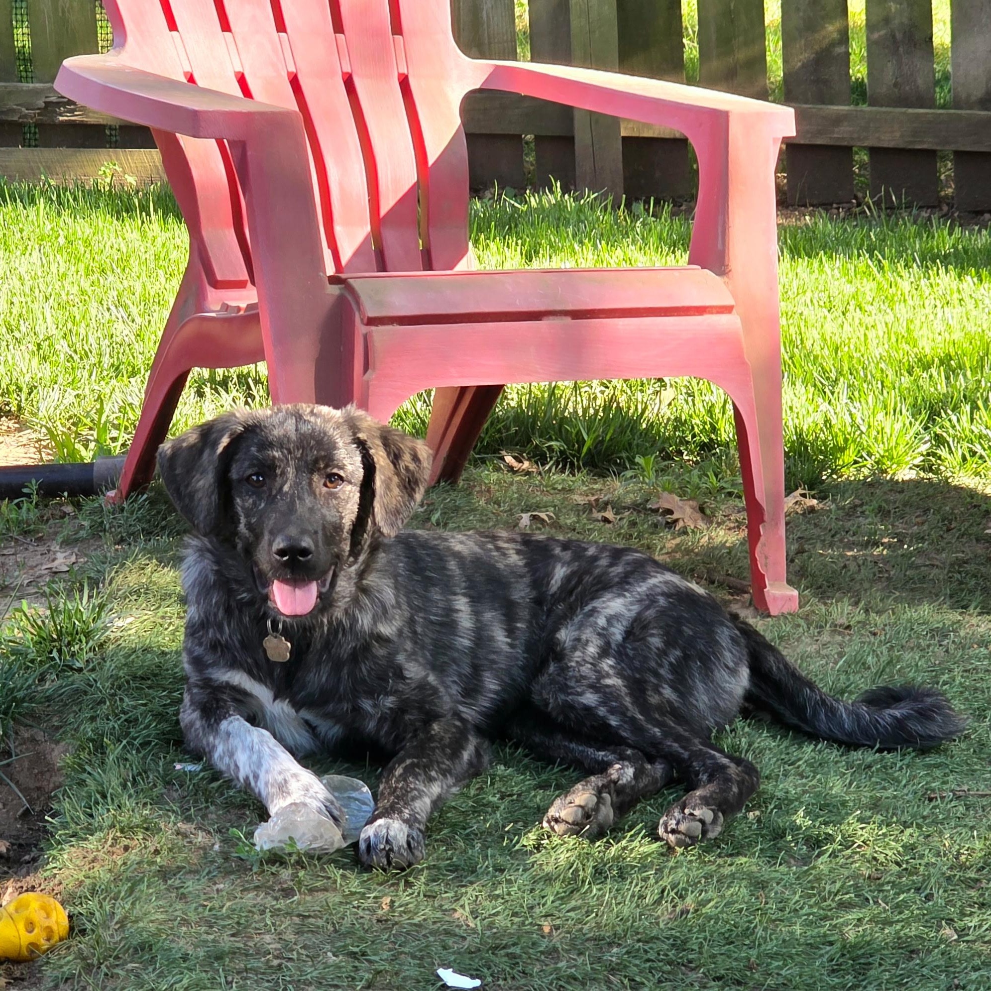 Enlarge Nova, a ADOPTABLE mixed breed in Olathe, KS image 1/6