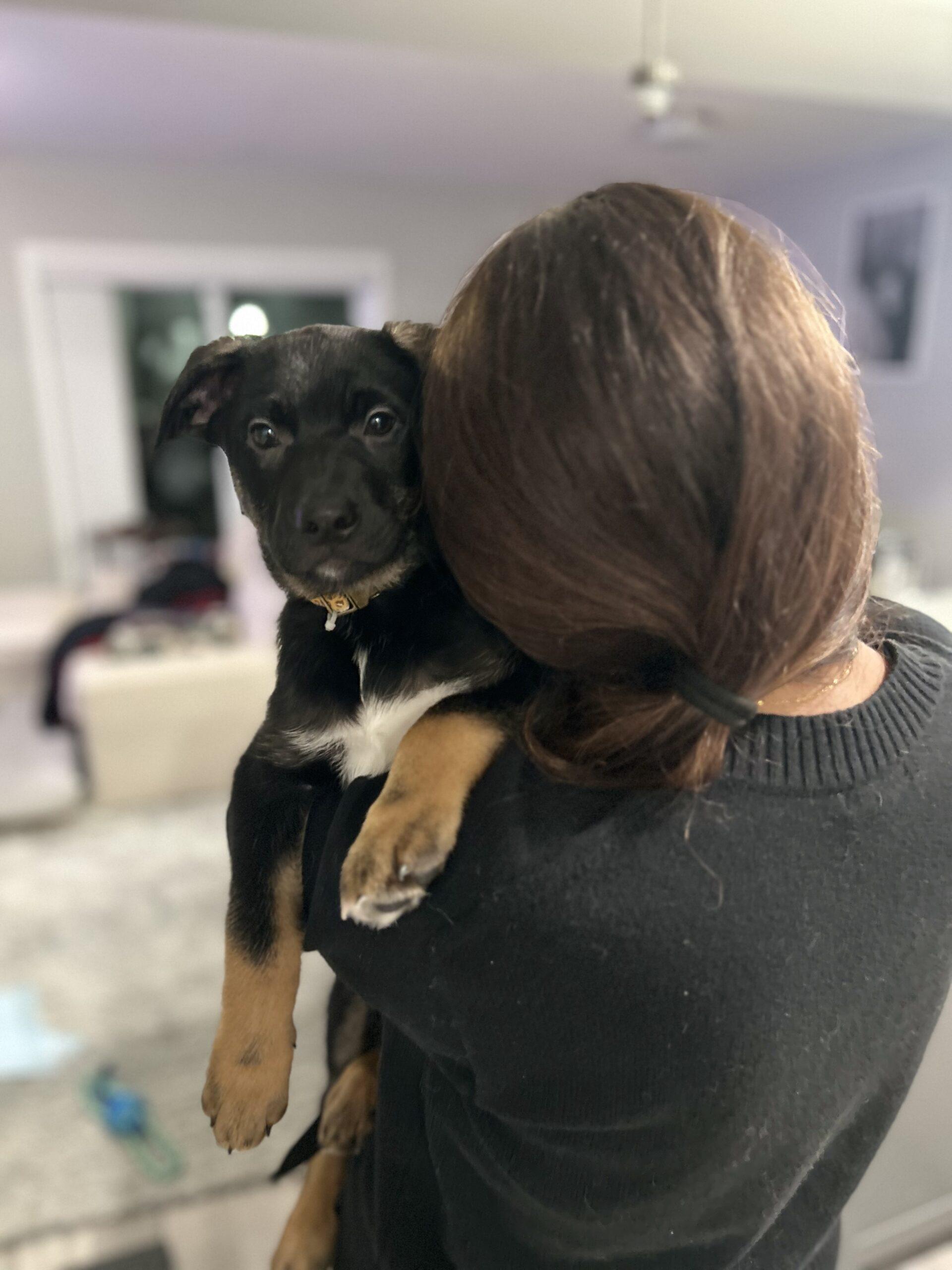 Enlarge Cinder, a Adoptable mixed breed in Vienna, ON image 2/6