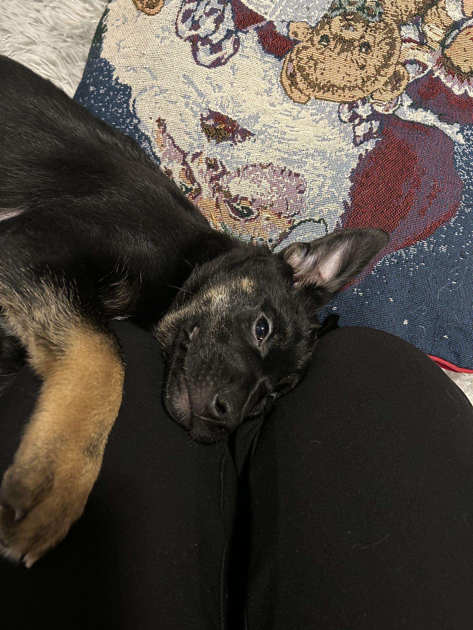 Enlarge Cinder, a Adoptable mixed breed in Vienna, ON image 5/6