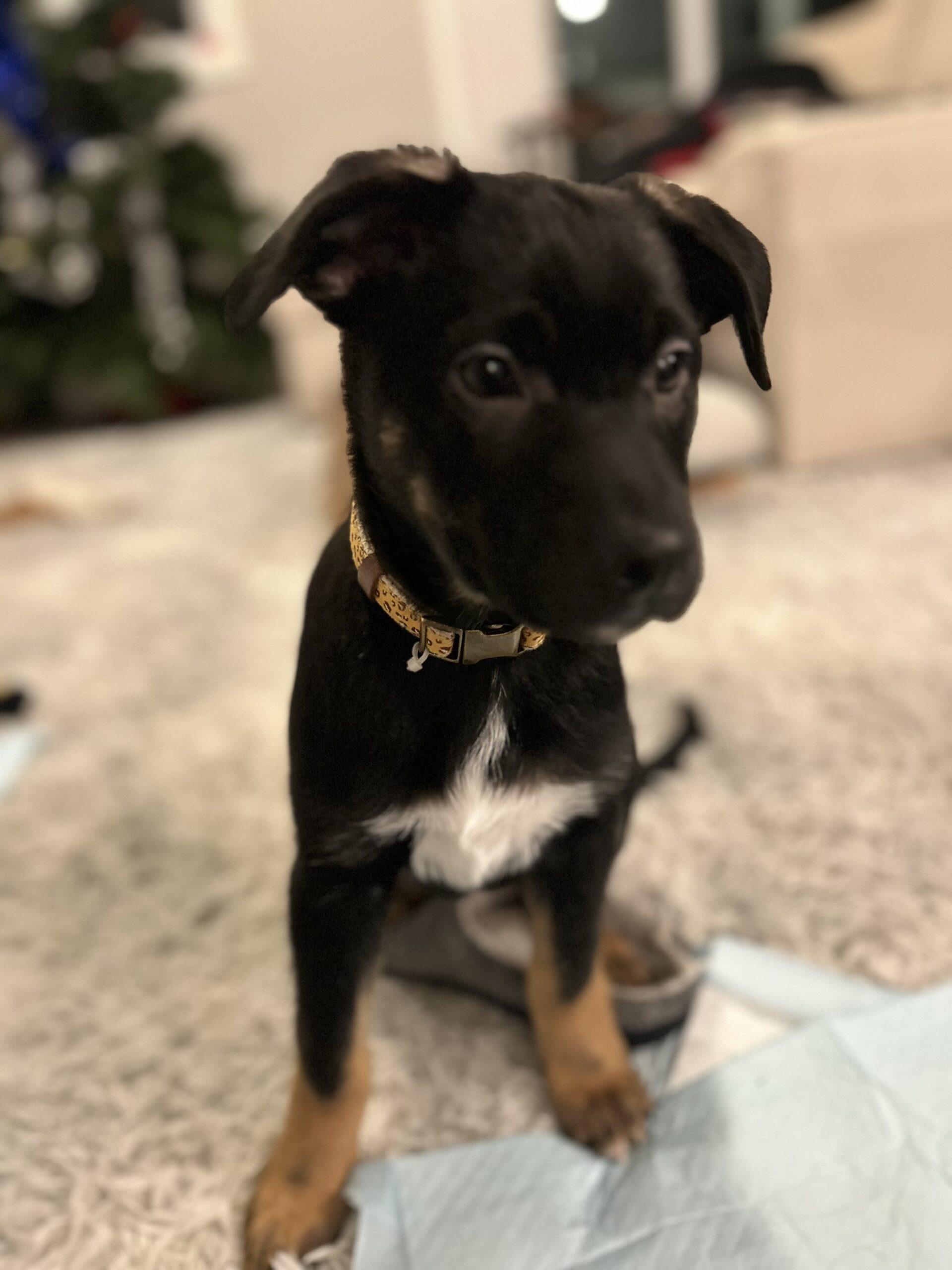 Cinder, Adoptable, Puppy Female Boston Terrier & German Shepherd Dog.