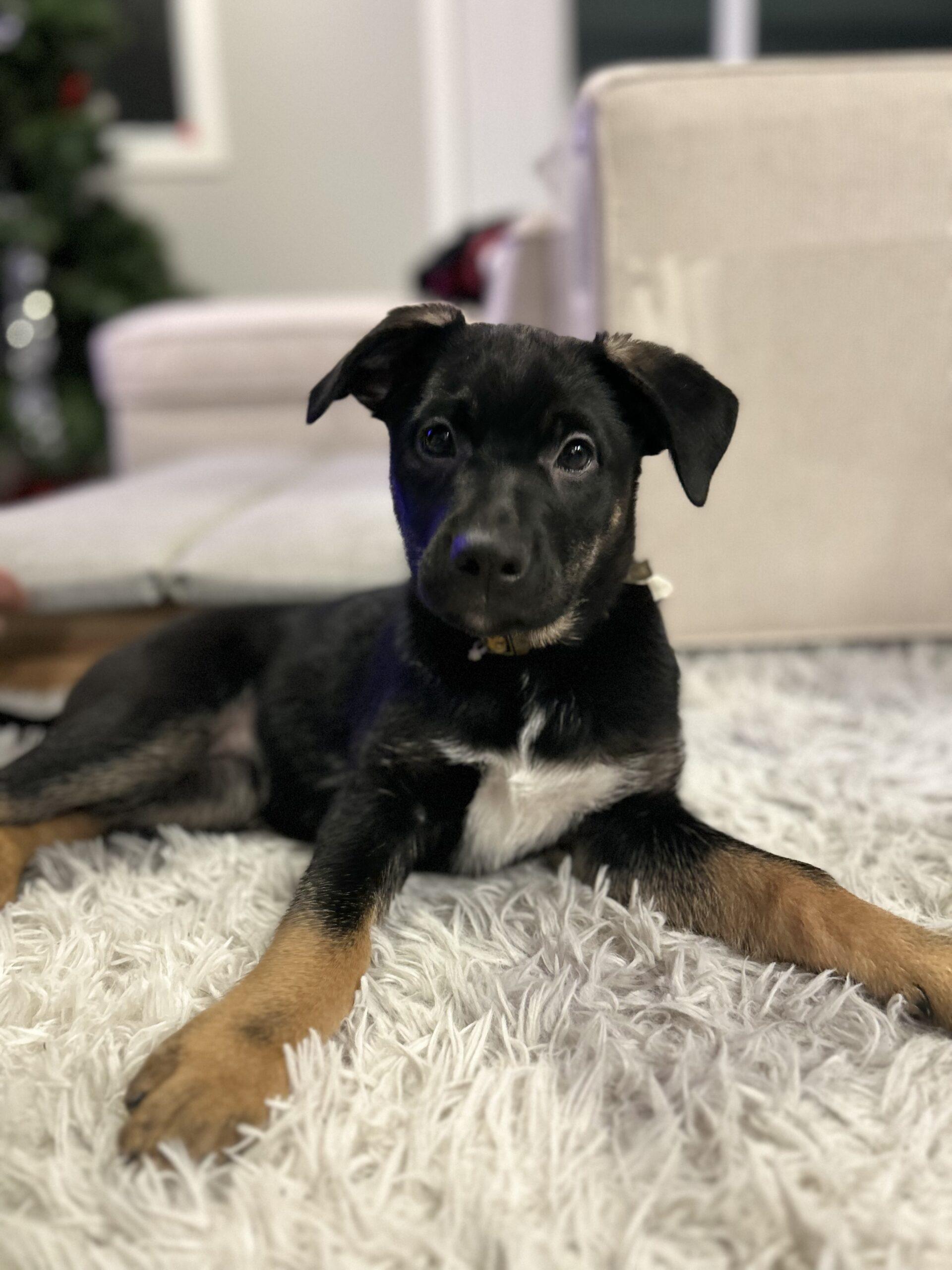 Enlarge Cinder, a Adoptable mixed breed in Vienna, ON image 6/6