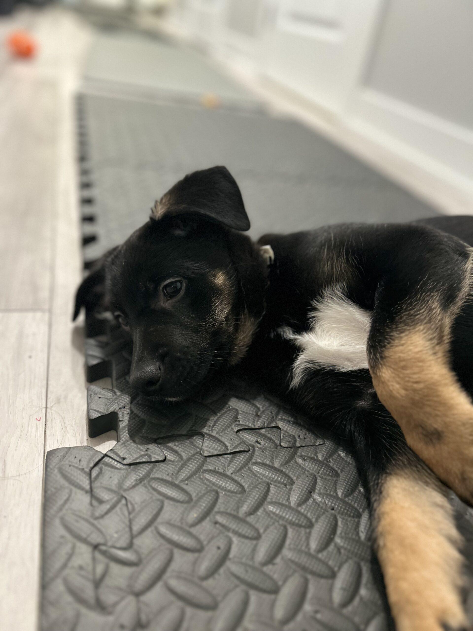 Enlarge Cinder, a Adoptable mixed breed in Vienna, ON image 3/6