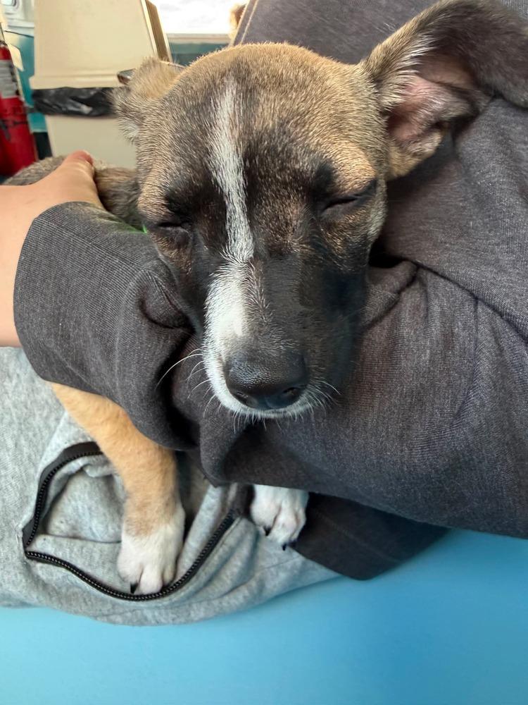 Peppermint Patty, Adoptable, Puppy Female Labrador Retriever & Mixed Breed.