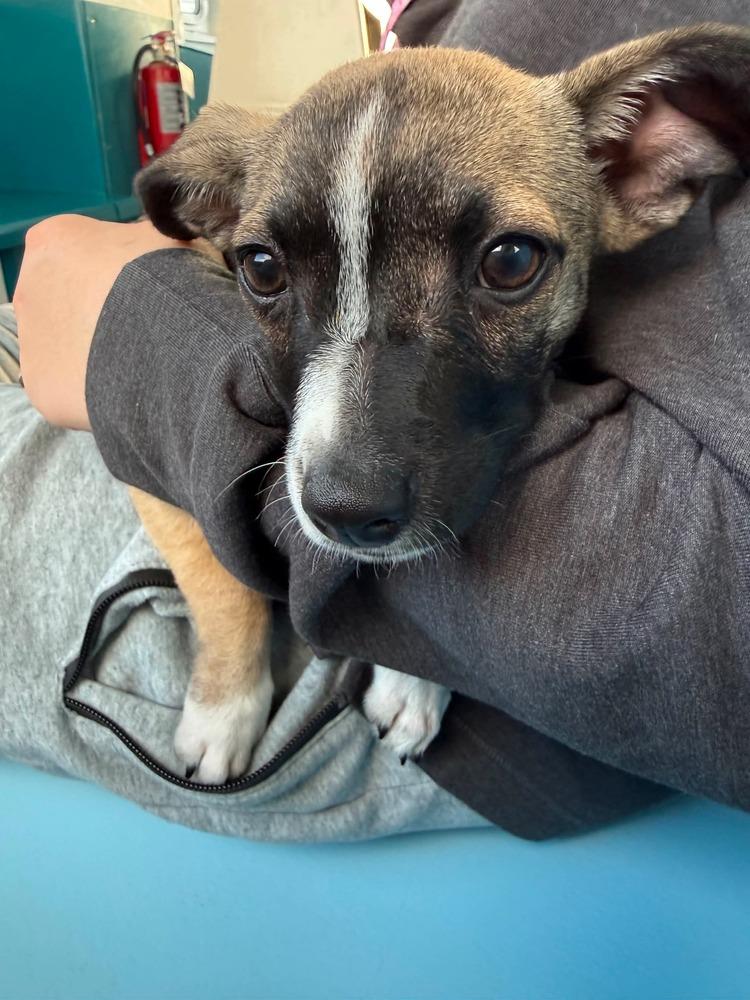 Enlarge Peppermint Patty, a Adoptable mixed breed in Valley Stream, NY image 2/6