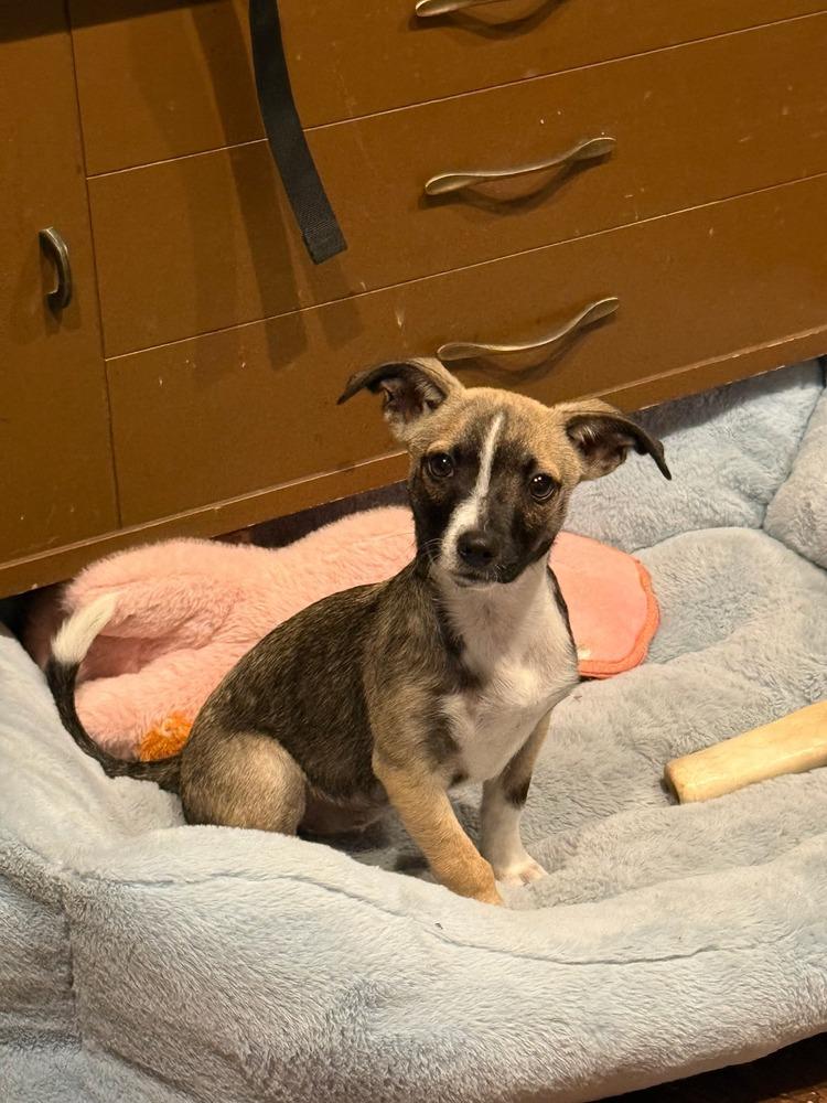 Peppermint Patty, a Adoptable mixed breed in Valley Stream, NY image 3/6