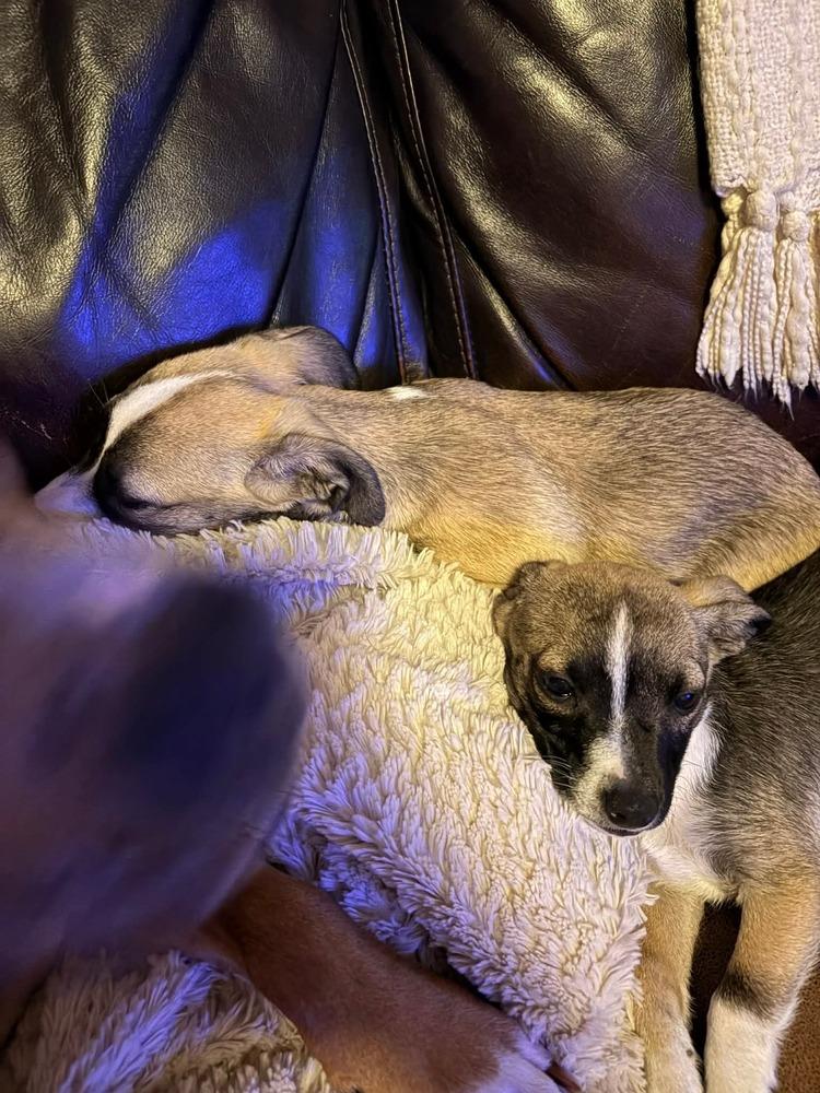 Enlarge Peppermint Patty, a Adoptable mixed breed in Valley Stream, NY image 3/6