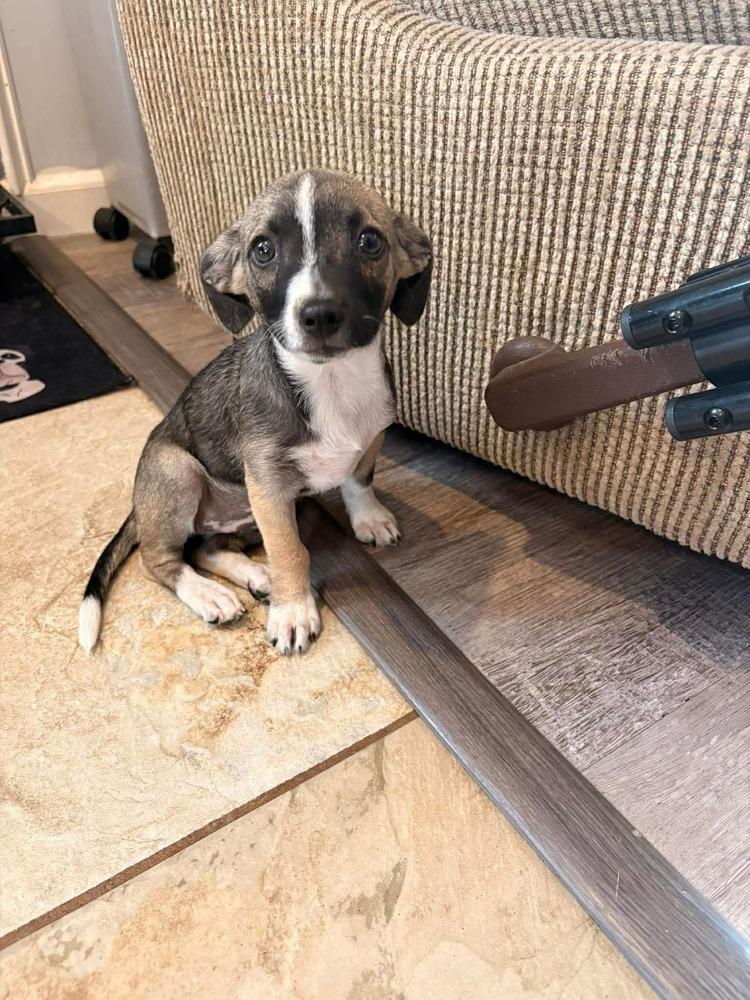 Enlarge Peppermint Patty, a Adoptable mixed breed in Valley Stream, NY image 4/6