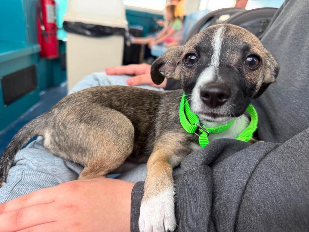 Enlarge Peppermint Patty, a Adoptable mixed breed in Valley Stream, NY image 5/6