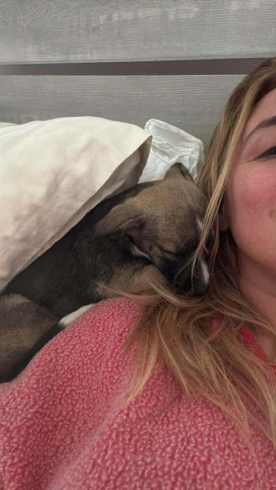 Enlarge Peppermint Patty, a Adoptable mixed breed in Valley Stream, NY image 6/6