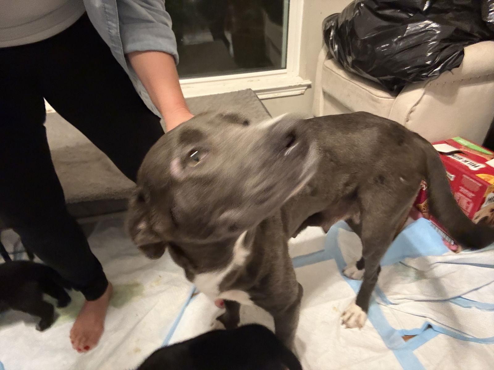 Enlarge Pam, a Adoptable Labrador Retriever in The Woodlands, TX image 1/2