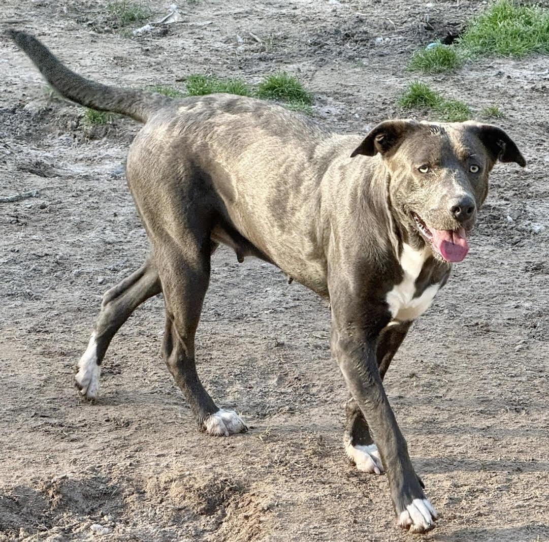 Enlarge Pam, a Adoptable Labrador Retriever in The Woodlands, TX image 2/3
