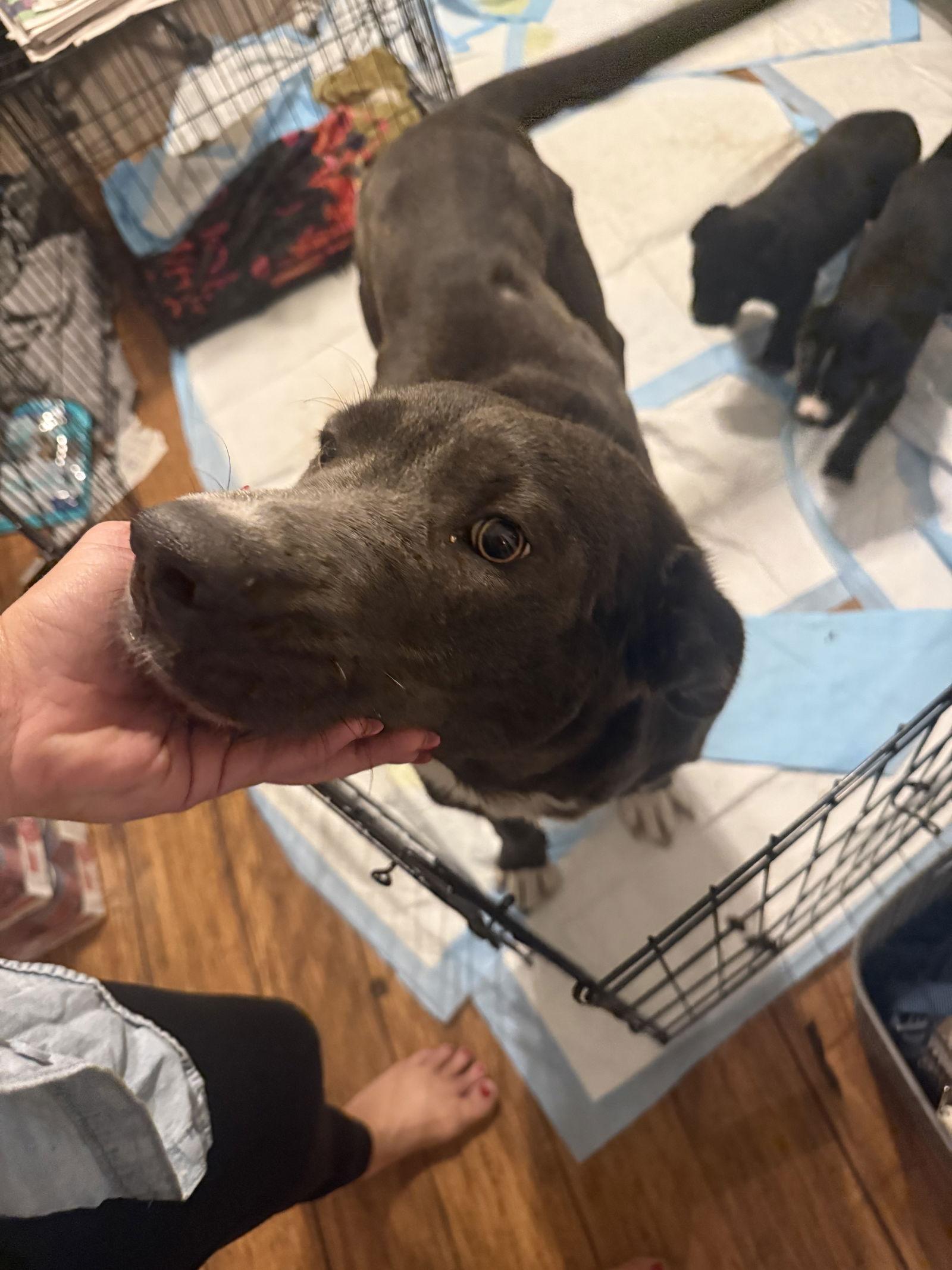 Enlarge Pam, a Adoptable Labrador Retriever in The Woodlands, TX image 2/2