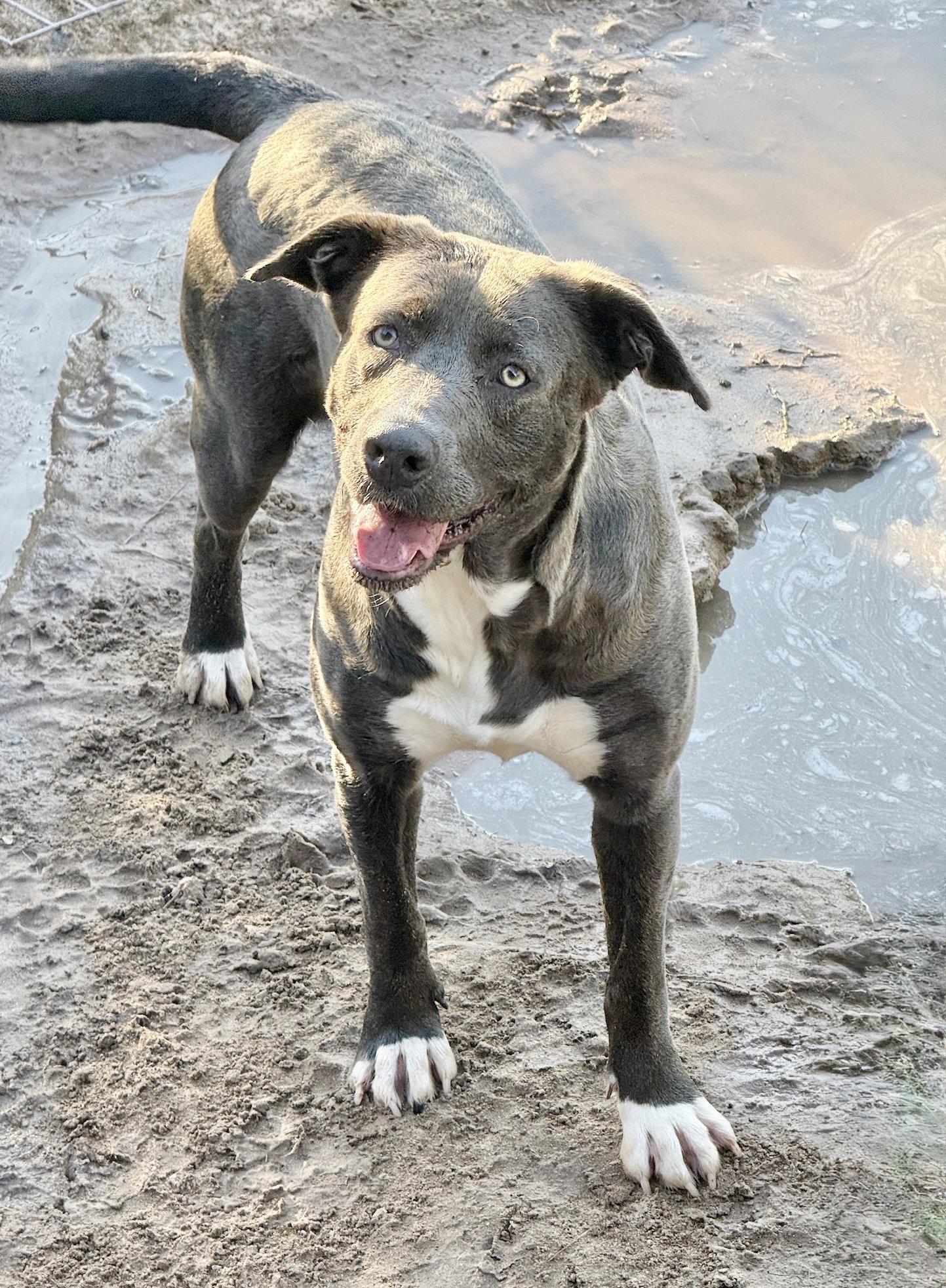 Enlarge Pam, a Adoptable Labrador Retriever in The Woodlands, TX image 3/3
