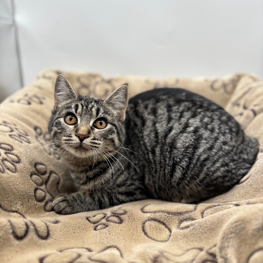 Beehive--In Foster, Adoptable, Kitten Female Domestic Short Hair.