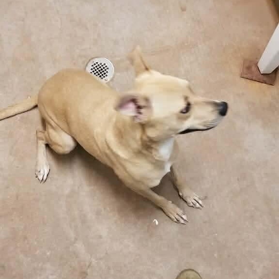 Enlarge Sophie, an adopted mixed breed in Pflugerville, TX image 5/5
