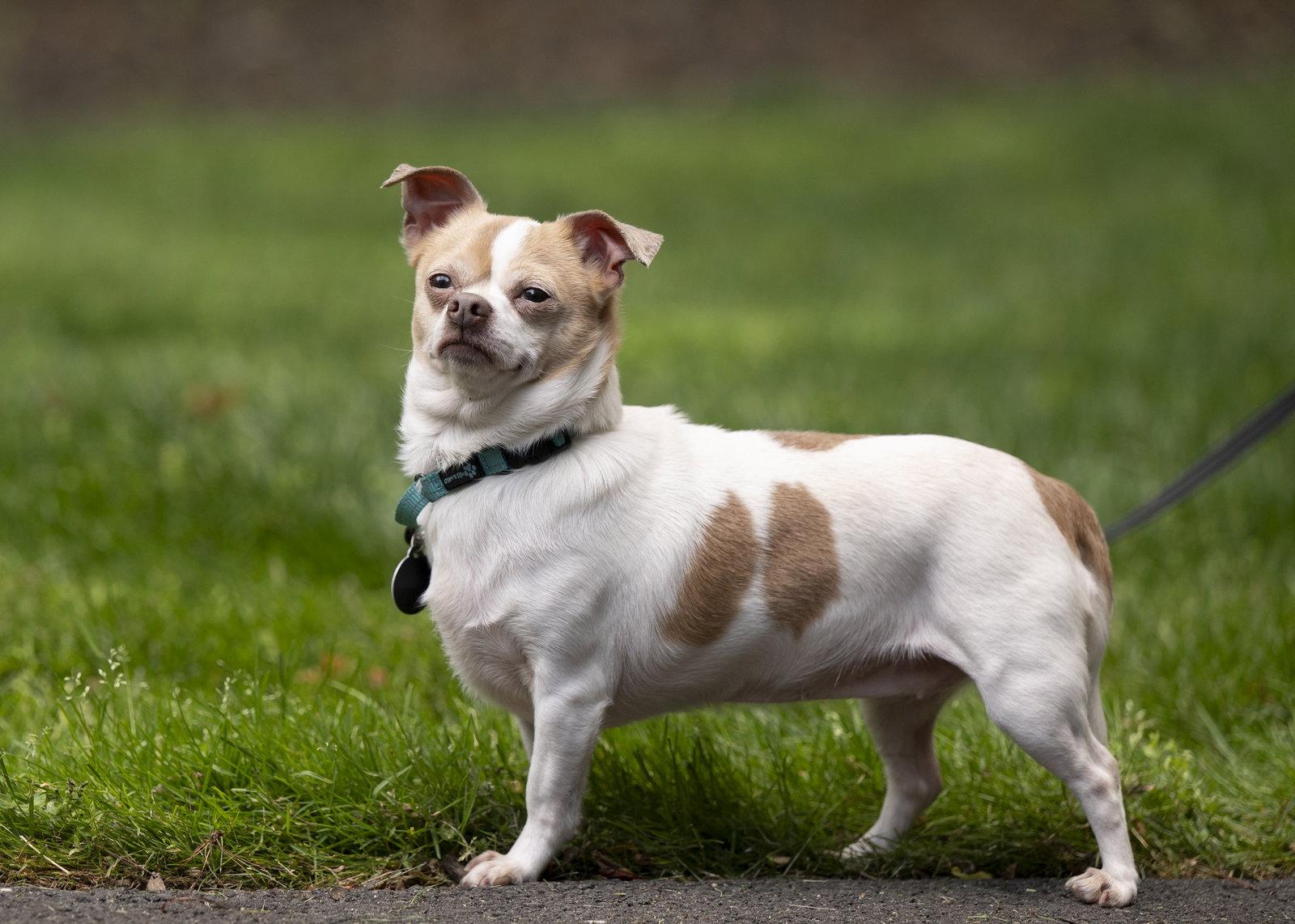 Lulu - ADOPTION PENDING!, Adoptable, Adult Female Chihuahua & Pug.