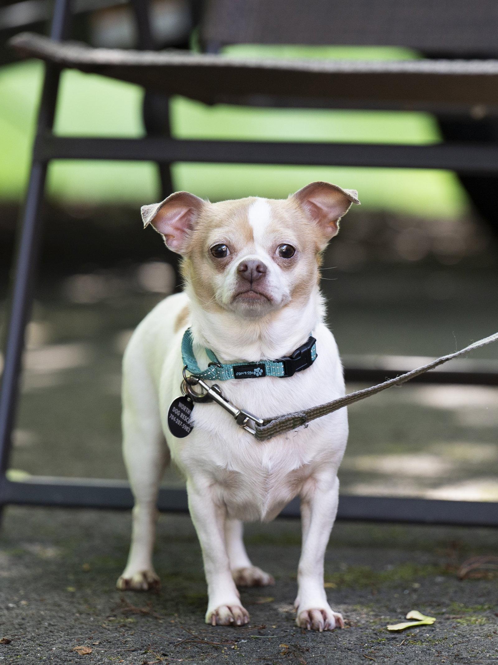Enlarge Lulu - ADOPTION PENDING!, a Adoptable mixed breed in Arlington, VA image 2/3