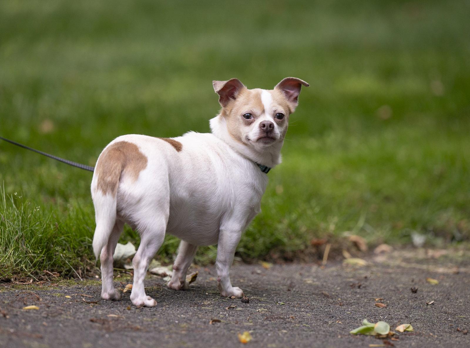 Enlarge Lulu - ADOPTION PENDING!, a Adoptable mixed breed in Arlington, VA image 3/3