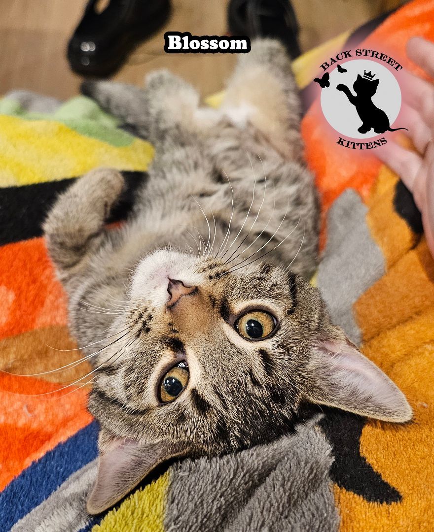 Enlarge Blossom  (TRIPOD Kitten), a Adopted Domestic Short Hair in Dacula, GA image 1/6