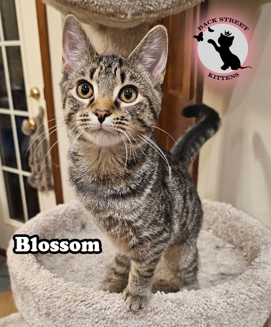 Enlarge Blossom  (TRIPOD Kitten), a Adopted Domestic Short Hair in Dacula, GA image 2/6