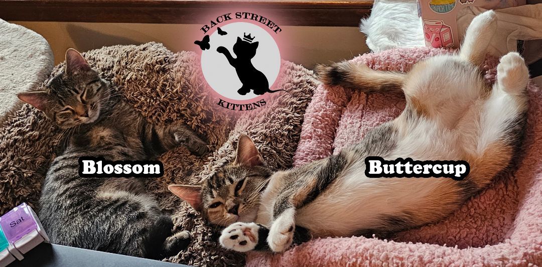 Enlarge Blossom  (TRIPOD Kitten), a Adopted Domestic Short Hair in Dacula, GA image 3/6