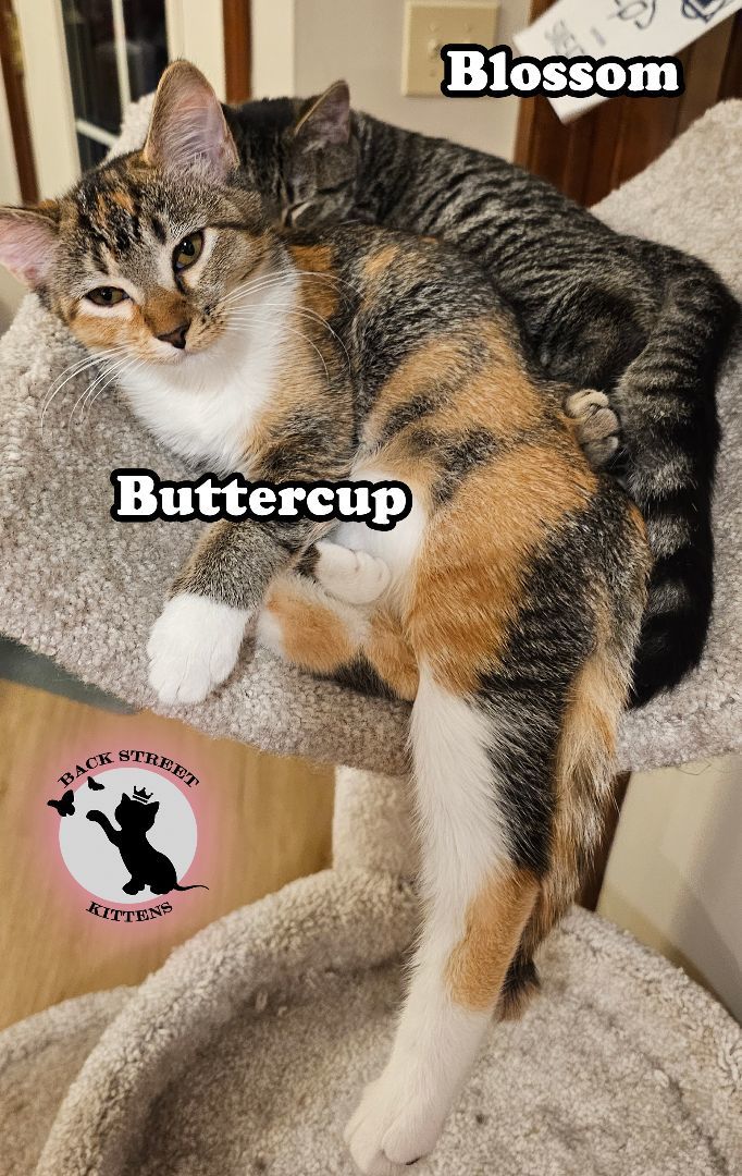 Enlarge Blossom  (TRIPOD Kitten), a Adopted Domestic Short Hair in Dacula, GA image 4/6