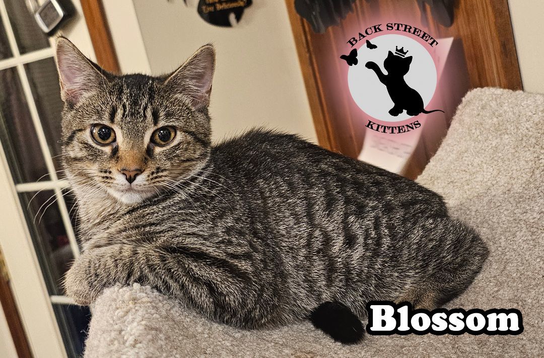 Enlarge Blossom  (TRIPOD Kitten), a Adopted Domestic Short Hair in Dacula, GA image 5/6