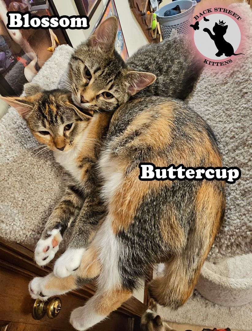 Enlarge Blossom  (TRIPOD Kitten), a Adopted Domestic Short Hair in Dacula, GA image 6/6