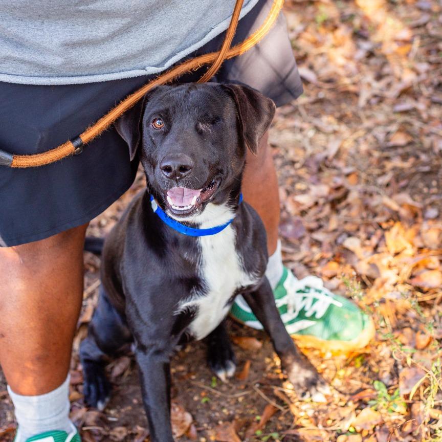 Enlarge Dodger, a Adoptable mixed breed in Hattiesburg, MS image 1/3