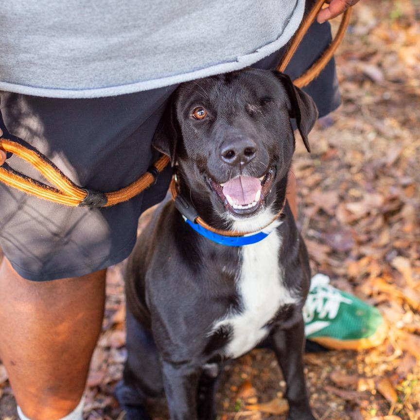 Enlarge Dodger, a Adoptable mixed breed in Hattiesburg, MS image 2/3