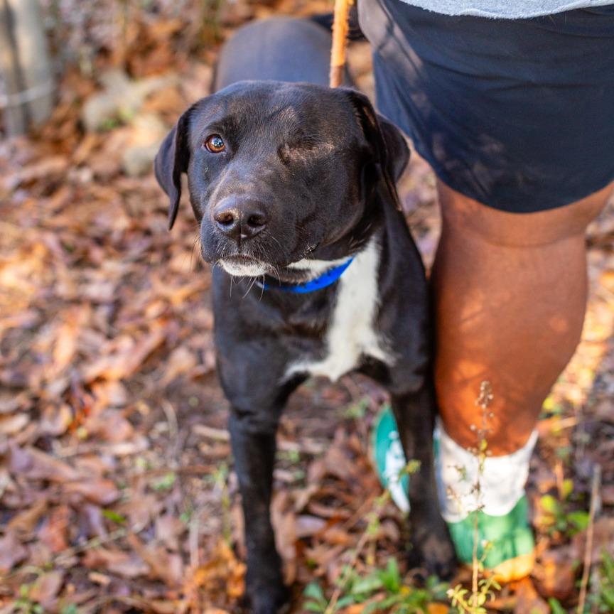 Enlarge Dodger, a Adoptable mixed breed in Hattiesburg, MS image 3/3