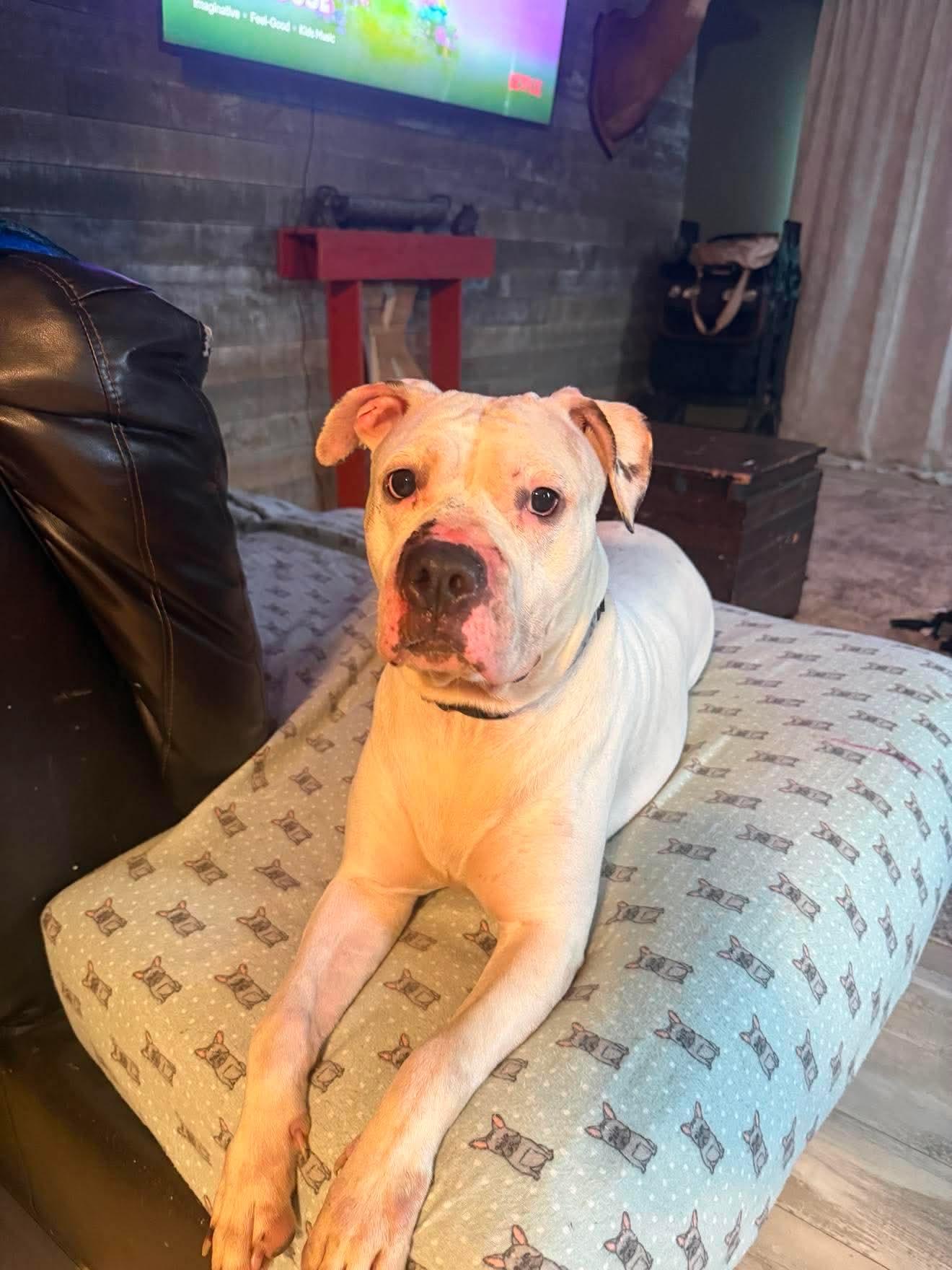 Enlarge Nova, an adopted Mixed Breed in Rochester , NY image 2/4