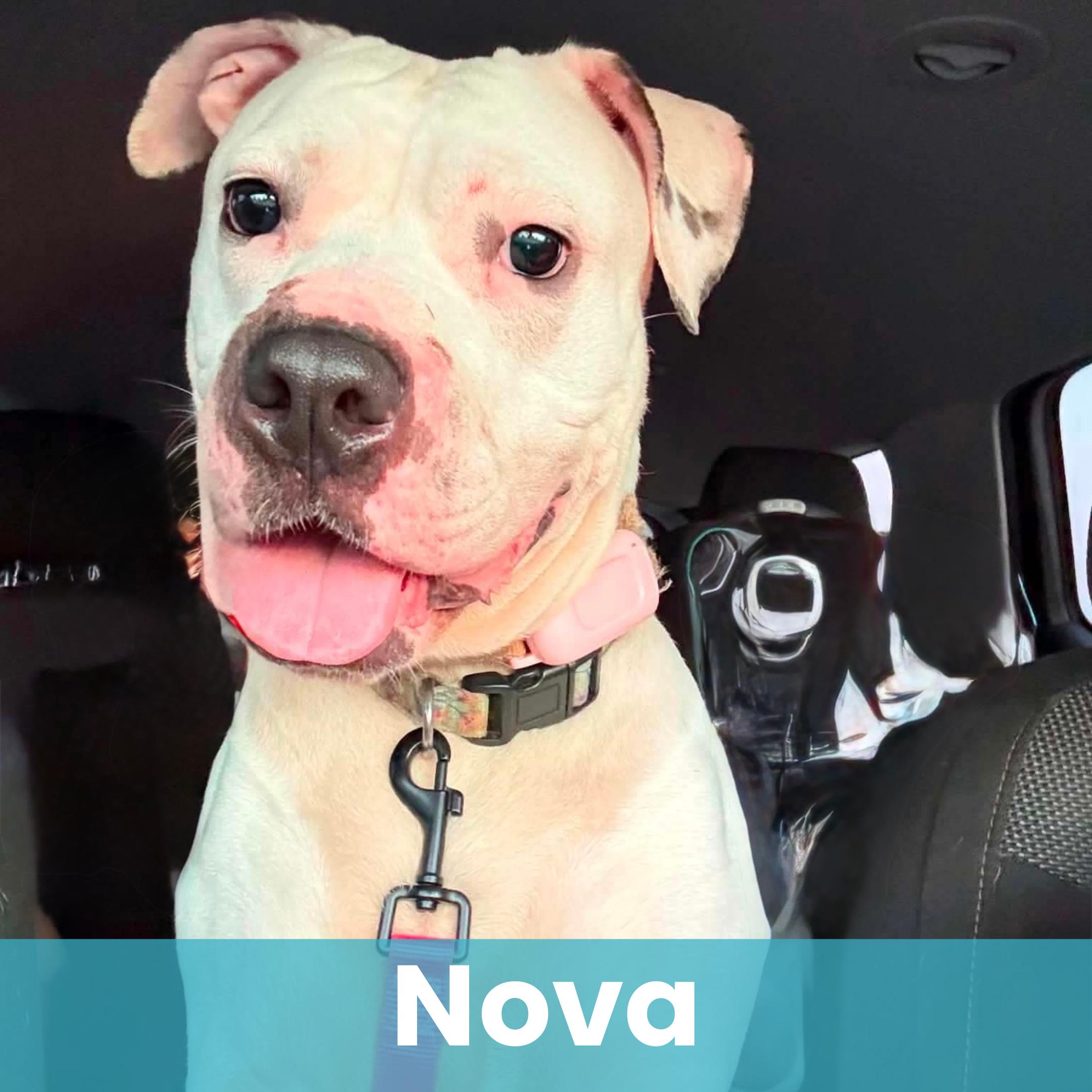 Nova, adopted, Young Female Mixed Breed.