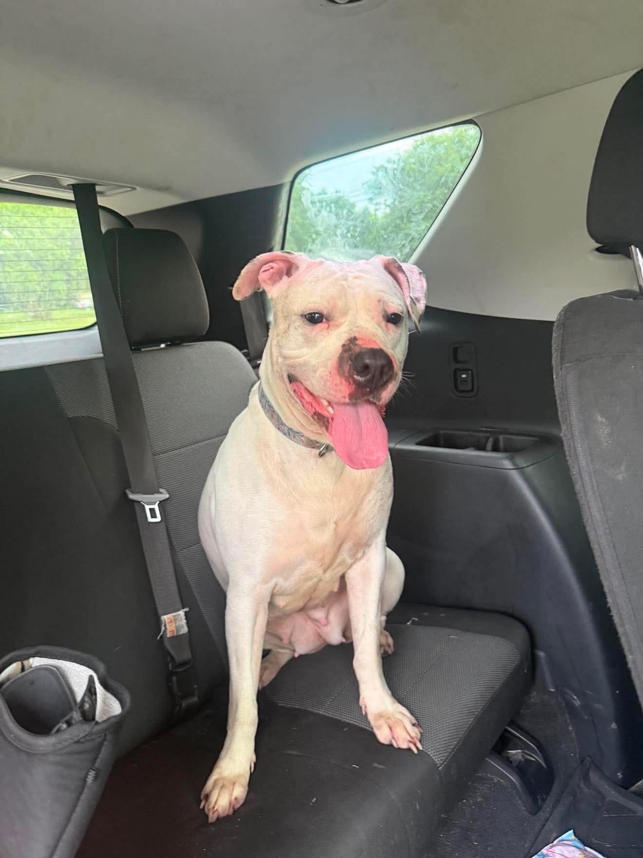 Enlarge Nova, an adopted Mixed Breed in Rochester , NY image 4/4