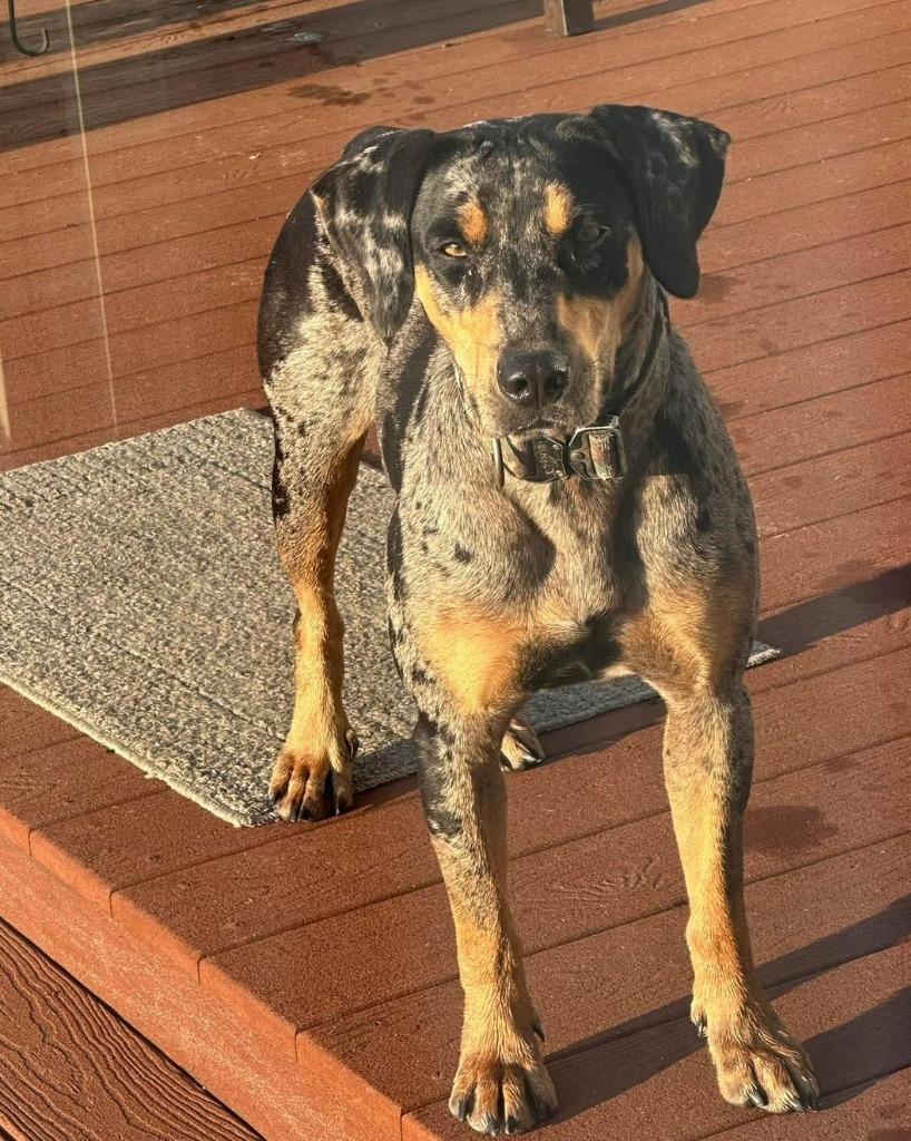 Judy, Adopted, Young Female Catahoula Leopard Dog.